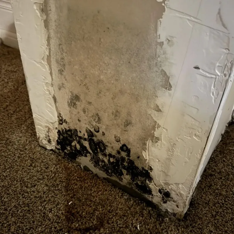 Professional Mold Removal in North Wildwood, NJ